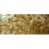 150ml Lebendfutter, Lebende Artemia Salina/Salinekrebse