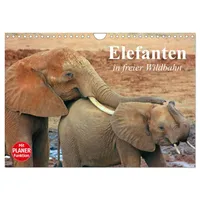 Calvendo Elefanten in freier Wildbahn (Wandkalender 2026 DIN A4