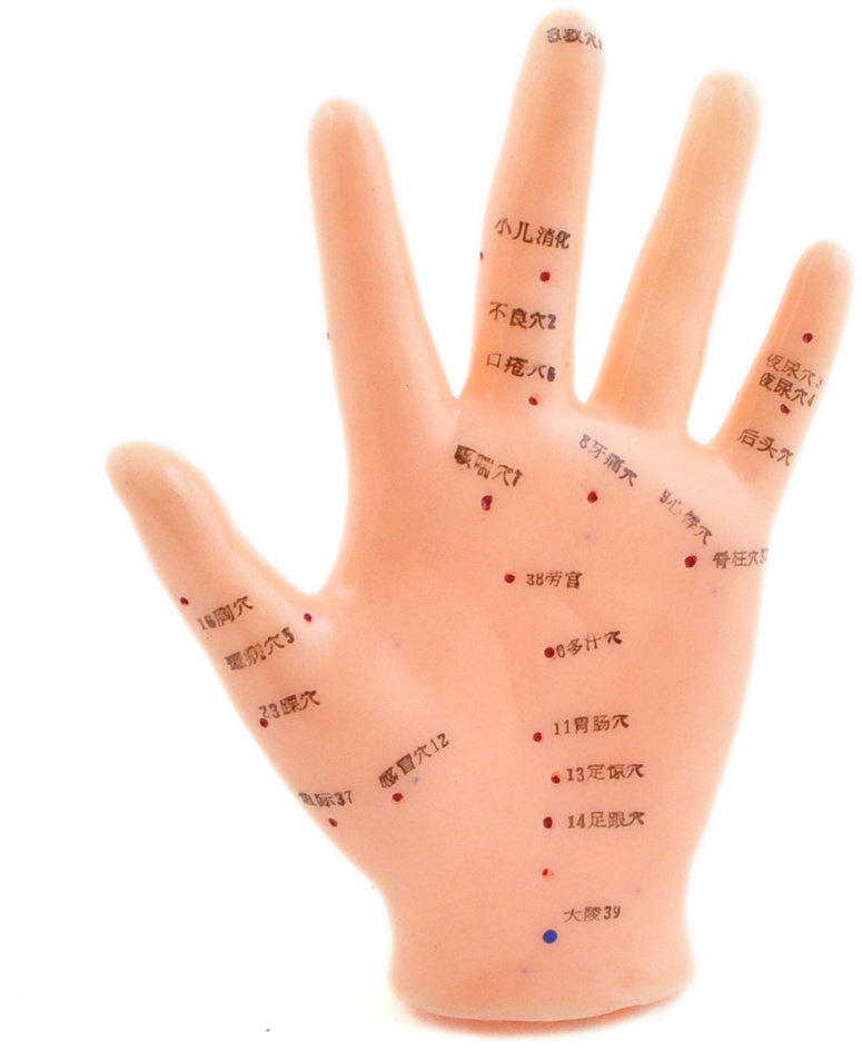 Akupunkturmodell Hand Weibliches Hand-Modell HeineScientific