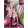 STREET ONE Shirttop Rosa 38