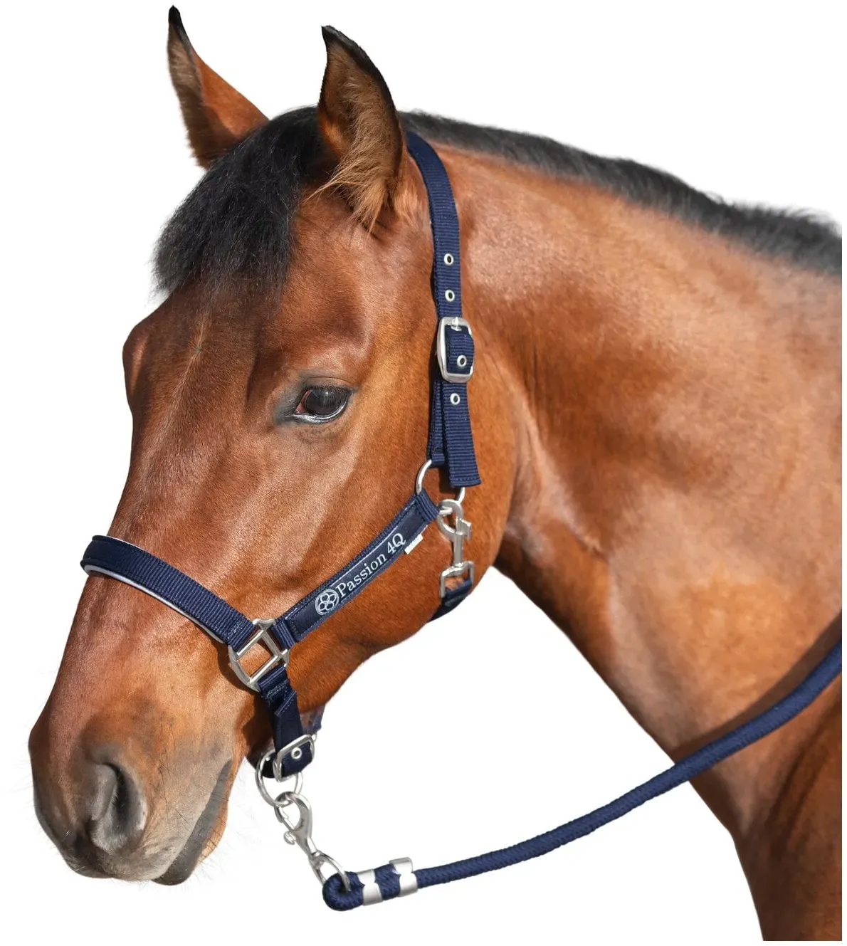 Passion 4Q Halfter navy COB
