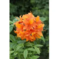 Pflanzen Für Dich Rhododendron luteum 'Goldflamme', gelb-orange, 30–40 cm