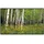 Papermoon Infrarotheizung Aspen Grove + Orange Wildflowers 800 W Orange