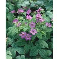 Pflanzen Für Dich Geranium nodosum Storchschnabel, ca. 9x9 cm