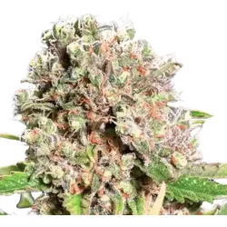 Mendocino Skunk | Feminisierte Cannabissamen von Paradise Seeds | 5 Hanfsamen