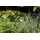 GAH Alberts Alberts Doppelstabmatten-Grundset Nexus 200 x 100 cm, 10 m, anthrazit