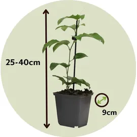 Plant in a Box - Passiflora edulis 'Frederick' - Höhe 25-40cm