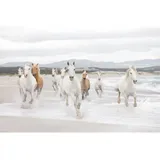 KOMAR Fototapete White Horses 368 cm x 254 cm