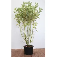 Pflanzen Für Dich Cornus alba 'Elegantissima', Weißer Hartriegel, 100–125