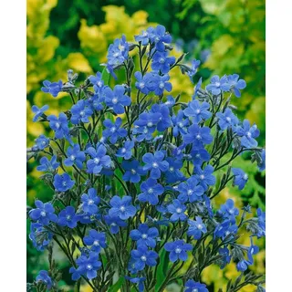 Pflanzen Für Dich Staude Anchusa azurea Dropmore, 1 St., Große Ochsenzunge, Italienische Ochsenzunge blau