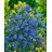 Pflanzen Für Dich Staude Anchusa azurea Dropmore, 1 St., Große Ochsenzunge, Italienische Ochsenzunge blau