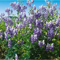Pflanzen Für Dich Aconitum x cammarum 'Bicolor', Eisenhut, ca.