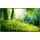 Papermoon Infrarotheizung »EcoHeat - Grünes Gras und Bäume«, Matt-Effekt - bunt