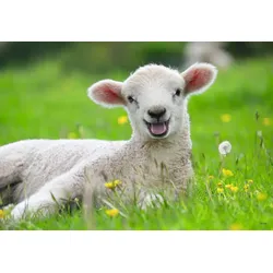 Unsere Bauernhoftiere