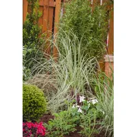 Pflanzen Für Dich Cortaderia Selloana Silver Star Pampasgras Silbrig