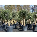 grünwaren Olivenbaum Bonsai 160 cm Olive beste Qualität, Stammumfang 30 - 40 cm, winterhart, Olea Europaea