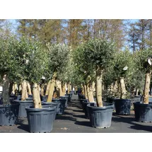 grünwaren Olivenbaum Bonsai 160 cm Olive beste Qualität, Stammumfang 30 - 40 cm, winterhart, Olea Europaea