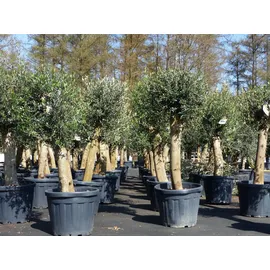 grünwaren Olivenbaum Bonsai 160 cm Olive beste Qualität, Stammumfang 30 - 40 cm, winterhart, Olea Europaea