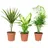 Flowerbox 3er-Set Zimmerpflanzen Chamaedorea, Dieffenbachie, Dracaena - Topf-Ø 12 cm