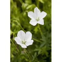 Pflanzen Für Dich Geranium sanguineum 'Album', ca. 9x9 cm
