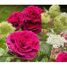 Dehner Nostalgie-Edelrose Deep Secret, Pink, Lila