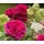 Dehner Nostalgie-Edelrose Deep Secret, Pink, Lila