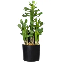 Creativ green Künstliche Zimmerpflanze CREATIV GREEN "Sukkulente Euphorbie", grün, H:40cm, Kunststoff, Kunstpflanzen, Künstliche Zimmerpflanze