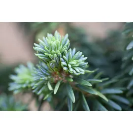 Pflanzen Für Dich Abies Balsamea Piccolo Balsamtanne Kompakt 15–20 cm
