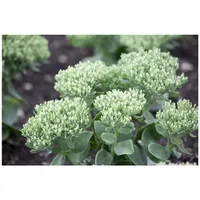 Pflanzen Für Dich Sedum telephium, Fetthenne, ca. 9x9 cm