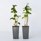 Plant in a Box - Brombeerpflanzen - 2 Stk - Rubus fruticosus 'Thornfree' - Höhe 50-60cm - Topf 15cm
