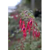 PlantaPro Fuchsia magellanica 'Riccartonii' 30–40 cm – Winterhart, Mehrjährig, Pflegeleicht – Magellan-Fuchsie – Kübelpflanze für Terrasse & Balkon
