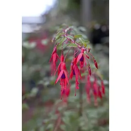 PlantaPro Fuchsia magellanica 'Riccartonii' 30–40 cm – Winterhart, Mehrjährig, Pflegeleicht – Magellan-Fuchsie – Kübelpflanze für Terrasse & Balkon