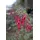 PlantaPro Fuchsia magellanica 'Riccartonii' 30–40 cm – Winterhart, Mehrjährig, Pflegeleicht – Magellan-Fuchsie – Kübelpflanze für Terrasse & Balkon