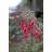 pflanzen-für-dich.de Pflanzen für Dich Staude Fuchsia magellanica Riccartonii, 1 St., Fuchsie, Magellan-Fuchsie rot
