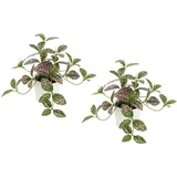 I.GE.A. Kunstpflanze Künstliche Zimmerpflanze mini Aucuba im Topf Pflanze, I.GE.A., Höhe 14 cm, Seidenblumen Hängepflanzen rankende Blattpflanze hängend Grünpflanzen grün|rot