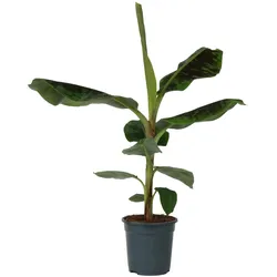 Plant in a Box Musa Dwarf Cavendish - Zwergbanane Höhe 90-100cm