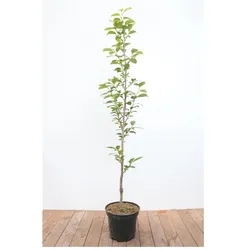 Diospyros kaki 'Ernesto', Kaki, 125–150 cm, süß und saftig