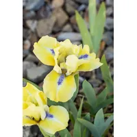 Pflanzen Für Dich Iris x barb.-nana 'Stockholm' Zwergiris, ca.
