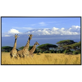 Papermoon Infrarotheizung Giraffen am Kilimandscharo«, Matt-Effekt - bunt
