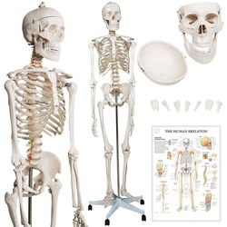 Jago Dekoobjekt Menschliches Anatomie Skelett 181.5 cm- Lebensgroß Anatomisches Modell (1 St) weiß