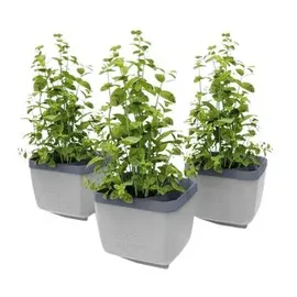 Gusta Garden Herbs Buddy 14,8 x 14,3 x 15,3 cm Hellgrau Komplettset