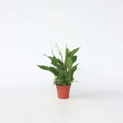 Plant in a Box - Friedenslilie - Einblatt - Spathiphyllum 'Torelli' - Höhe 30-45cm - Topf 12cm