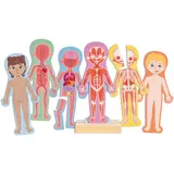 HaPe Konturenpuzzle Menschlicher Körper