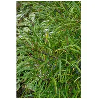 Pflanzen Für Dich Rhamnus frangula 'Asplenifolia', schmalblättrig, 40–60 cm