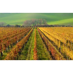 Fototapete PAPERMOON "WEIN-BERG-HERBST REBEN ABSTRAKT FARBIG FELD WIESE BÄUME", bunt, B:3,50m L:2,60m, Vlies, Tapeten