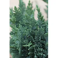 Pflanzen Für Dich Chamaecyparis Lawsoniana Wisselii Scheinzypresse 30–40 cm