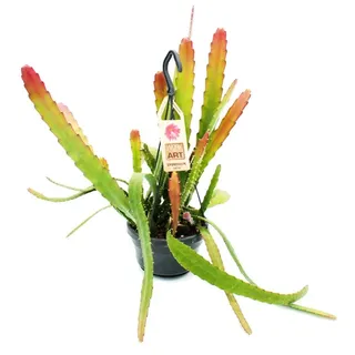 EXOTENHERZ Epiphyllum Anguliger Schwert-Kaktusim Krokodilschwanz-Kaktus 14cm Ampeltopf