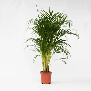Plant in a Box - Goldfruchtpalme - Dypsis lutescens - Höhe 100-120cm