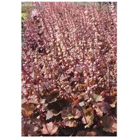 Pflanzen Für Dich Tellima grandiflora 'Purpurteppich', Purpurglöckchen, ca. 9x9