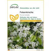 SAFLAX - Felsenkirsche - 30 Samen - Prunus mahaleb